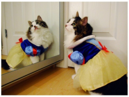 Cat-Costume-9.jpg