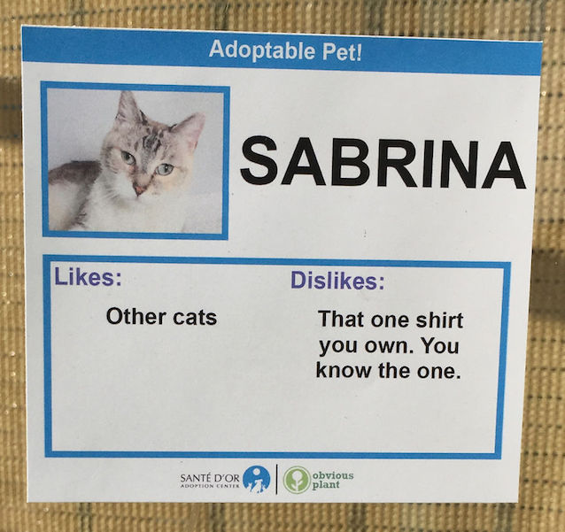 Cat-Likes-and-Dislikes-2.jpg