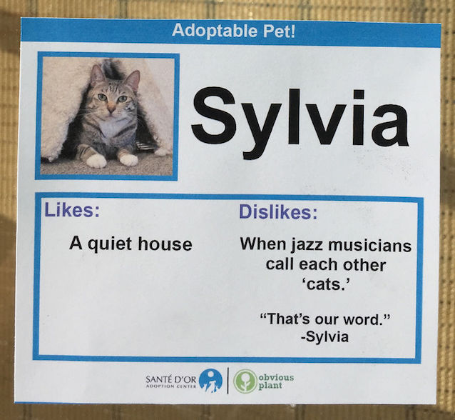 Cat-Likes-and-Dislikes-3.jpg