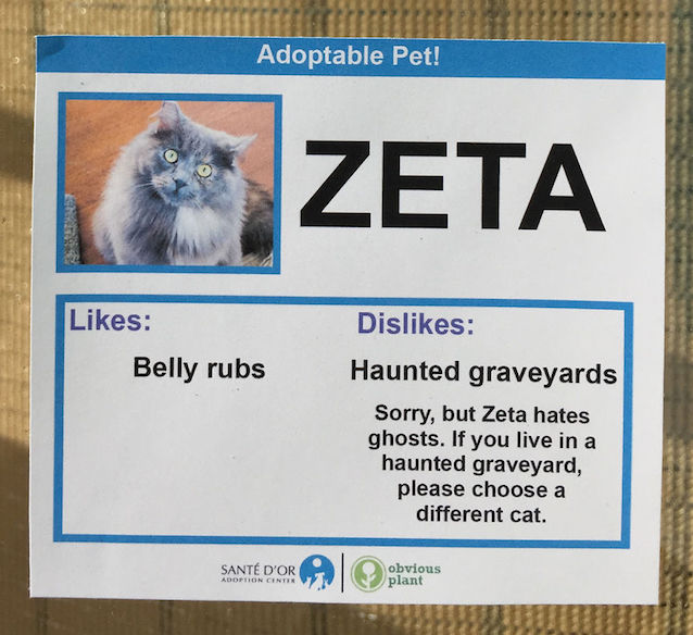 Cat-Likes-and-Dislikes-4.jpg