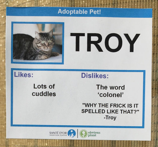 Cat-Likes-and-Dislikes-5.jpg