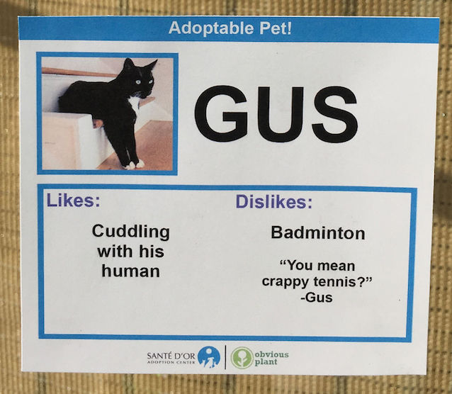 Cat-Likes-and-Dislikes-6.jpg