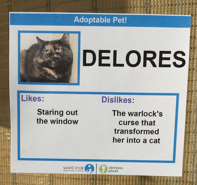 Cat-Likes-and-Dislikes-7.jpg