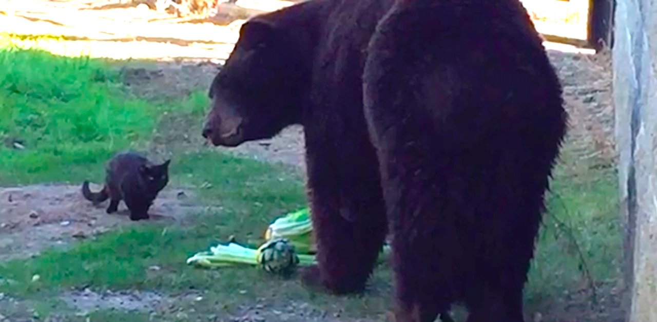 Cat N Bear Beauty