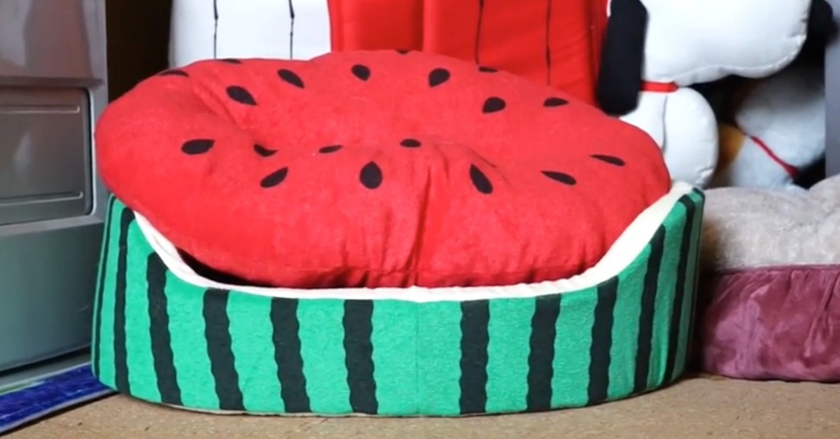 Keep Your Eye On The Watermelon At 18 I Couldn T Stop Laughing