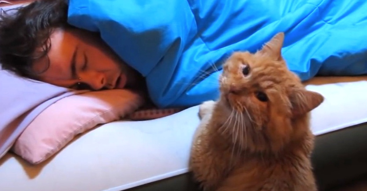 Cat Tries To Wake Dad Funny