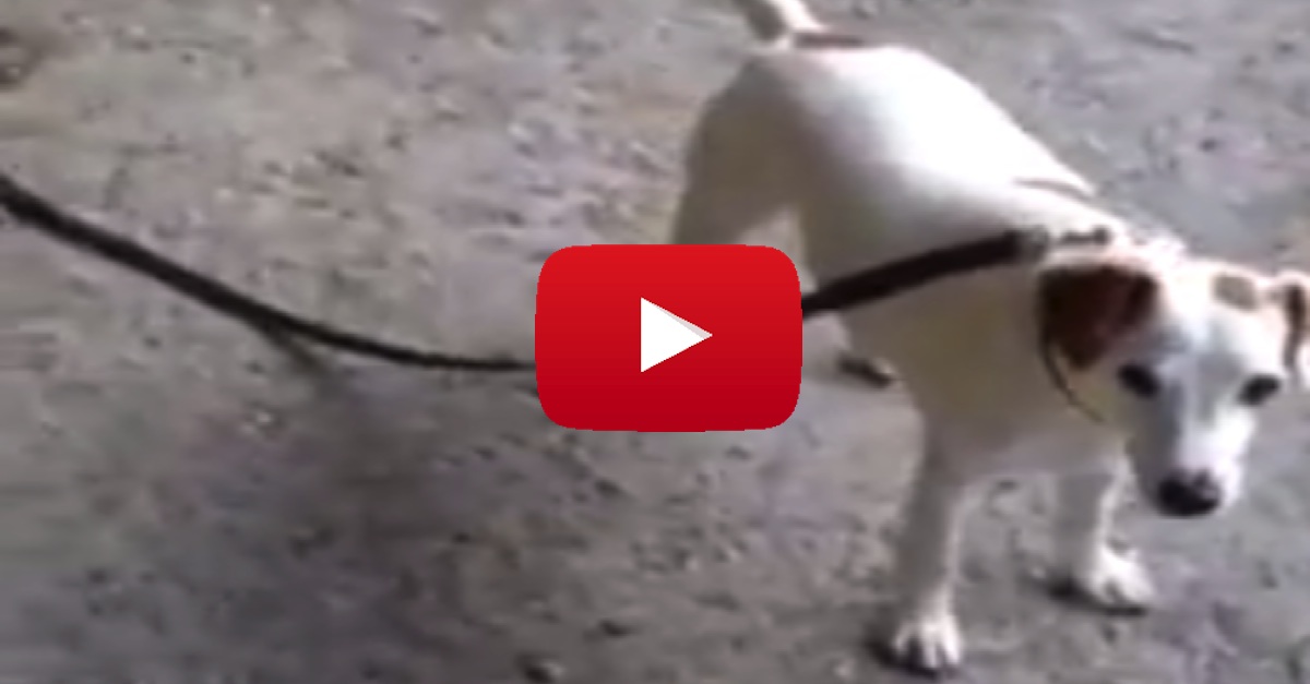 Cat Walks Dog On Leash Funny