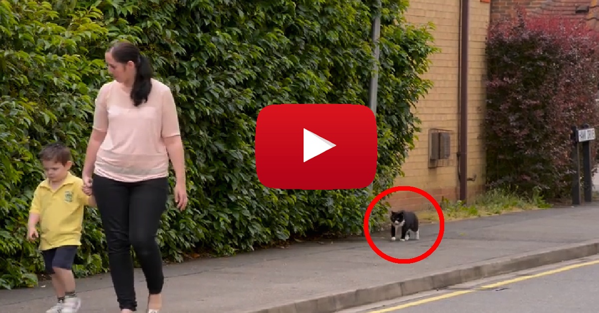 Cat Walks To School With Family