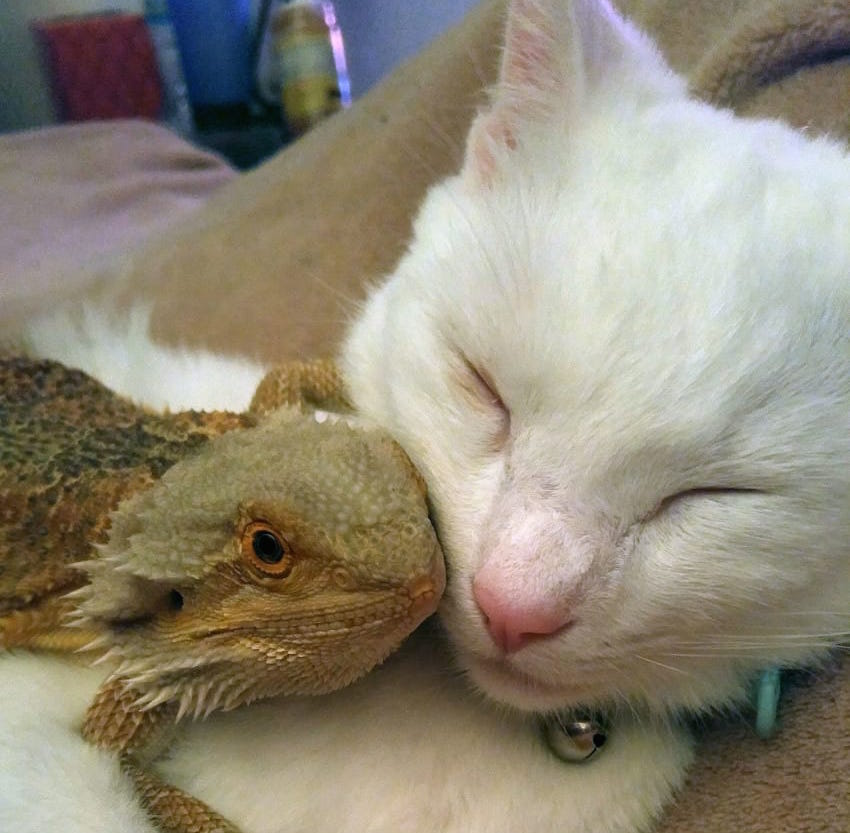 Bearded dragon and cat friends