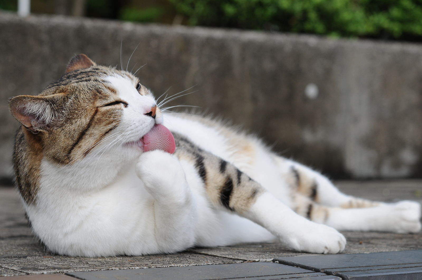 Cat-pink_tongue.jpg