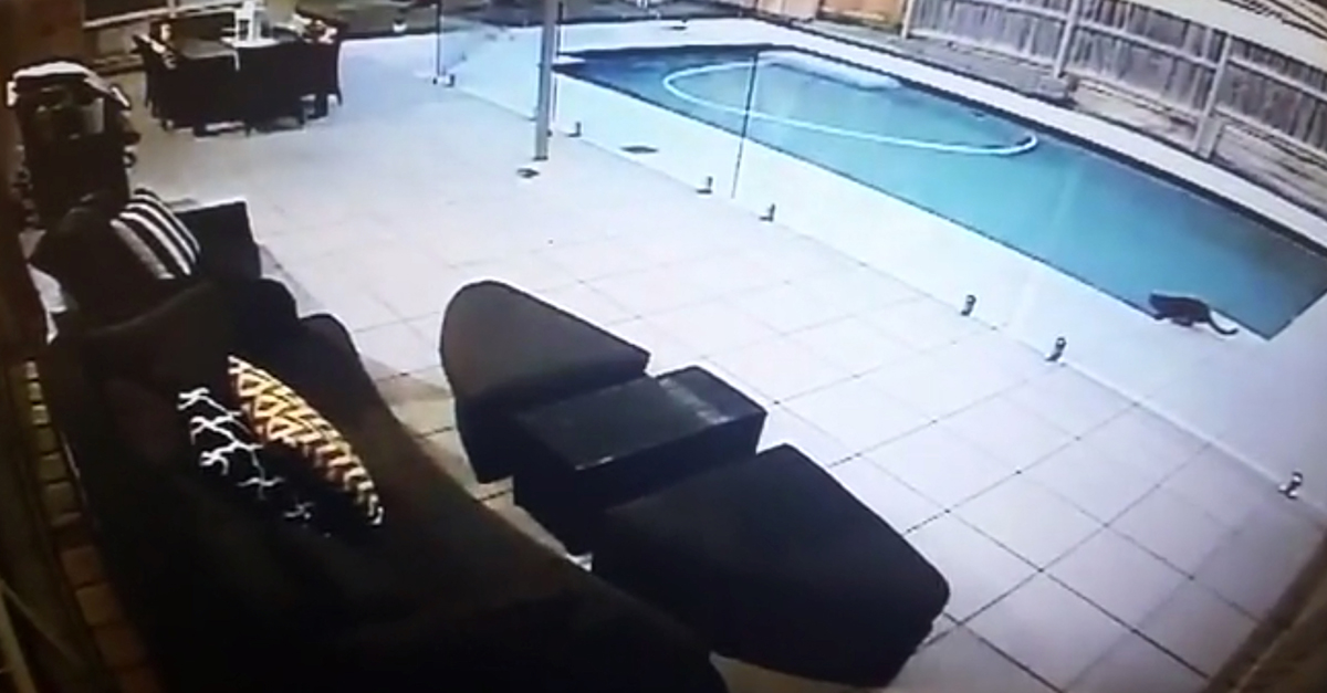 Cat Jumps In Pool