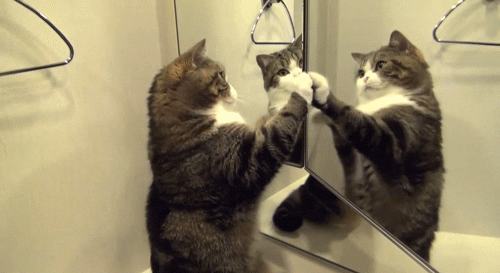 CatMirror.gif