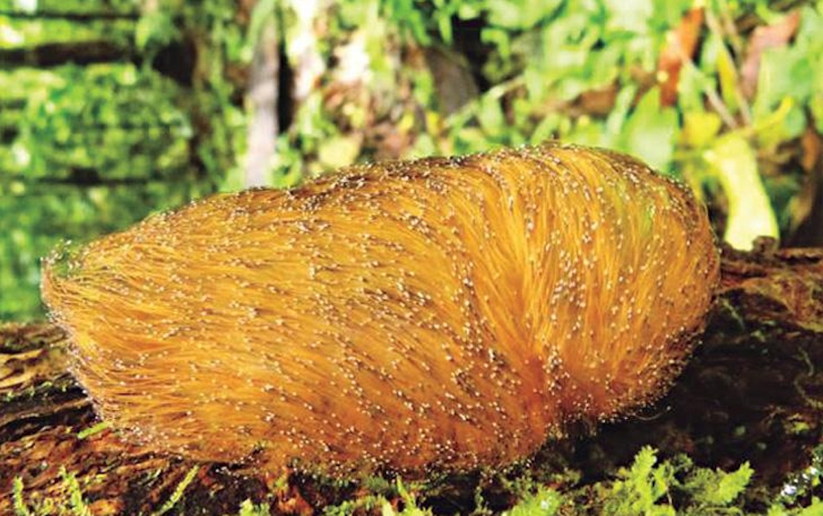 Caterpillar-1.jpg