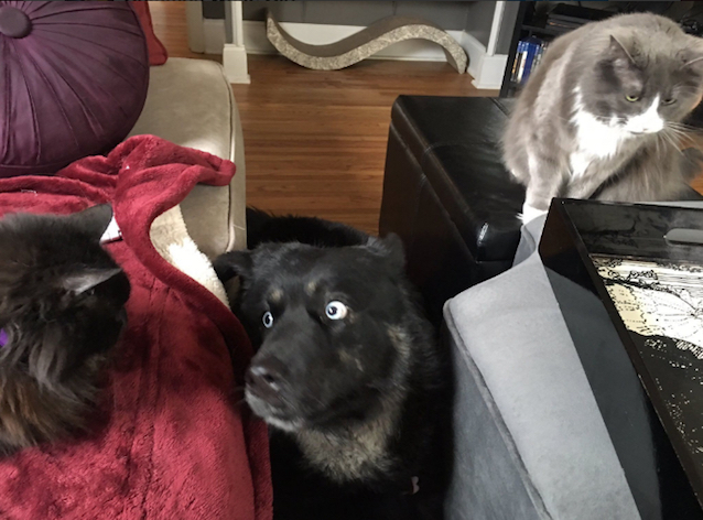 Cats-Surround-Dog-1.jpg