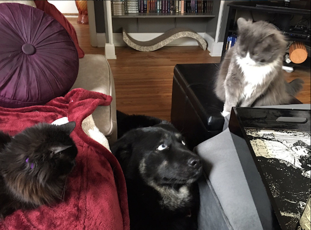Cats-Surround-Dog-2.jpg