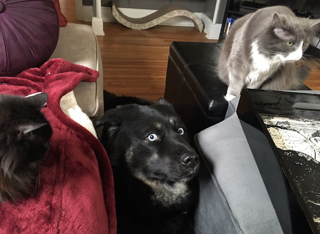 Cats-Surround-Dog-3.jpg