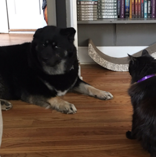 Cats-Surround-Dog-6.jpg