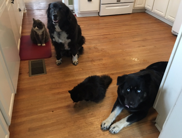 Cats-Surround-Dog-7.jpg