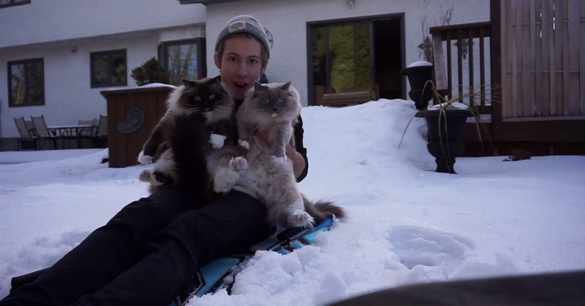 Cats Sledding