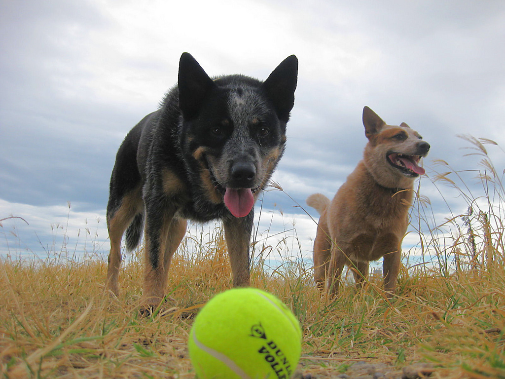 Cattle_dog_with_tennis_ball.jpg