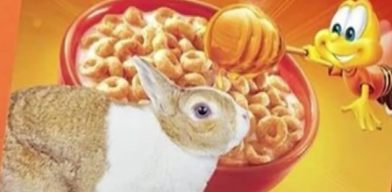 Cereal Bunny Beauty