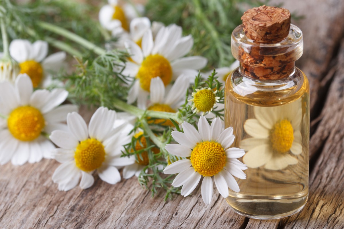 Chamomile-Oil-Recipe_-208208227.jpg