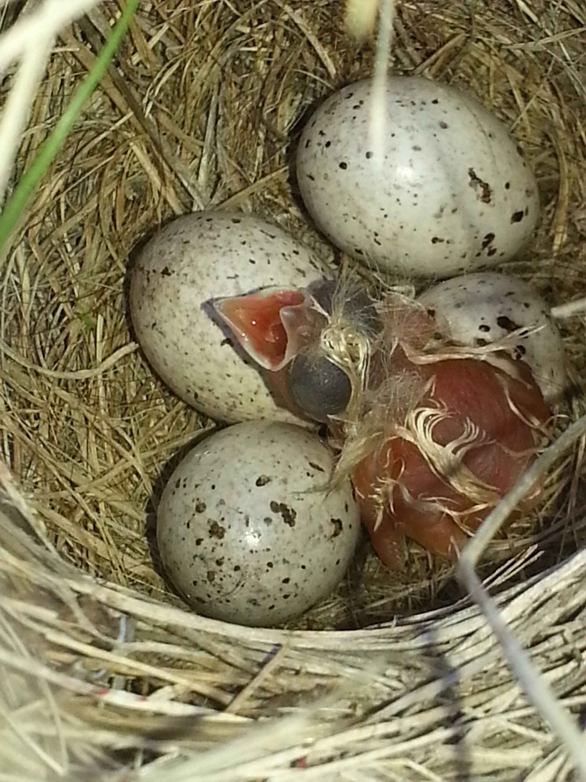 Chestnut_collared_Longspur_Calcarius_ornatus_nestling_hatchling__hatching_eggs_baby_birds_Canada.jpg