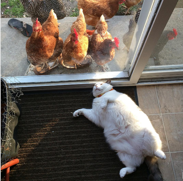 Chickens-Love-Fat-Cat-1.jpg