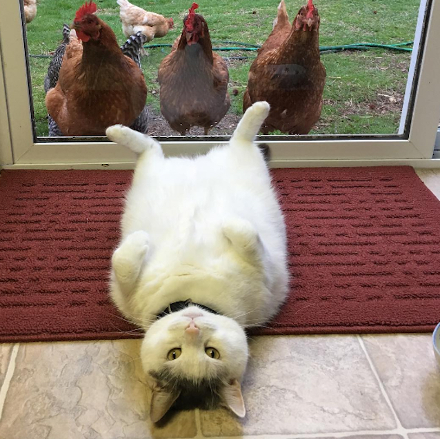 Chickens-Love-Fat-Cat-2.jpg