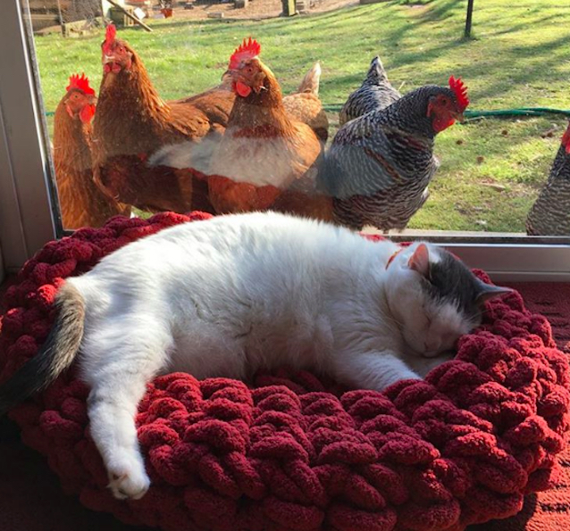 Chickens-Love-Fat-Cat-3.jpg