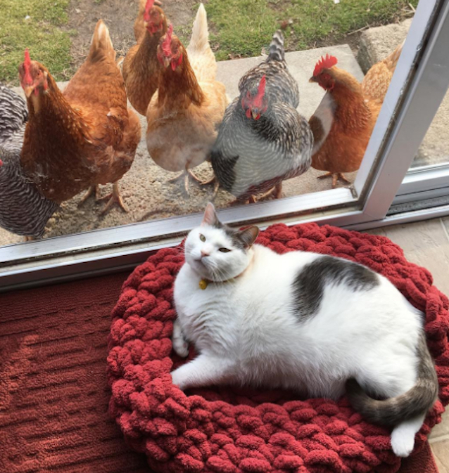 Chickens-Love-Fat-Cat-4.jpg