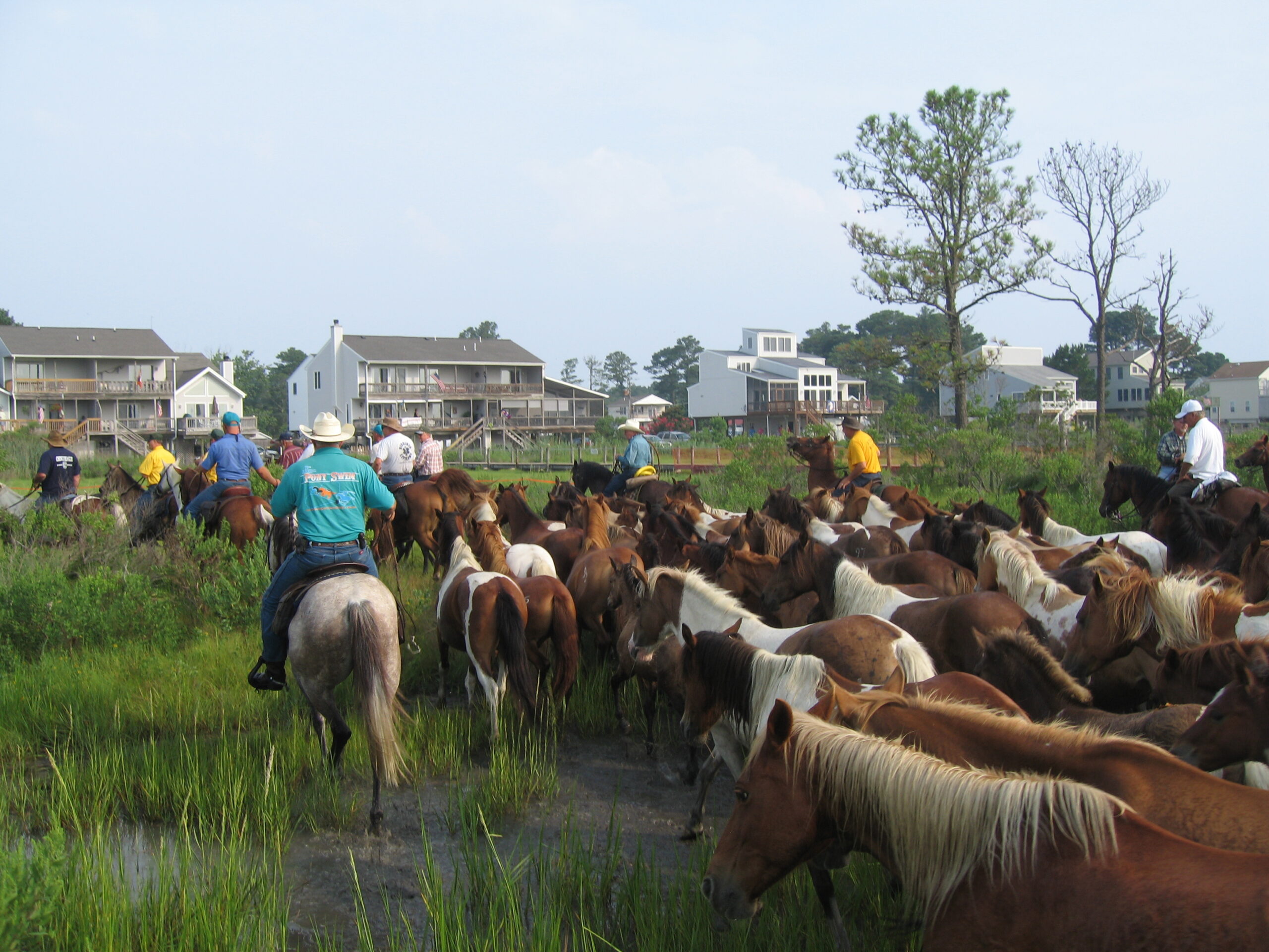 Chincoteague_Pony_Swim_1.jpg