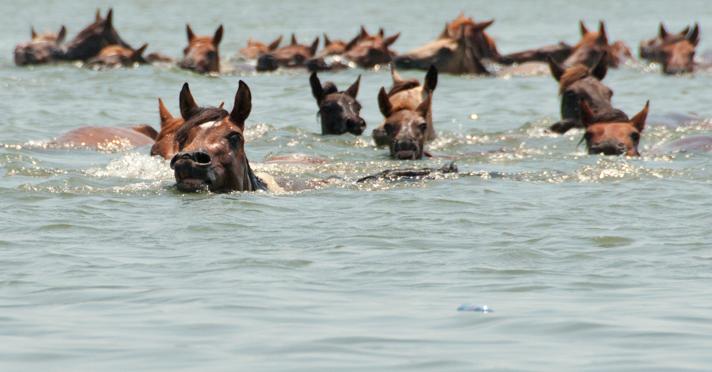 Chincoteague_Pony_swim_by_Bonnie_Gruenberg-1.jpg