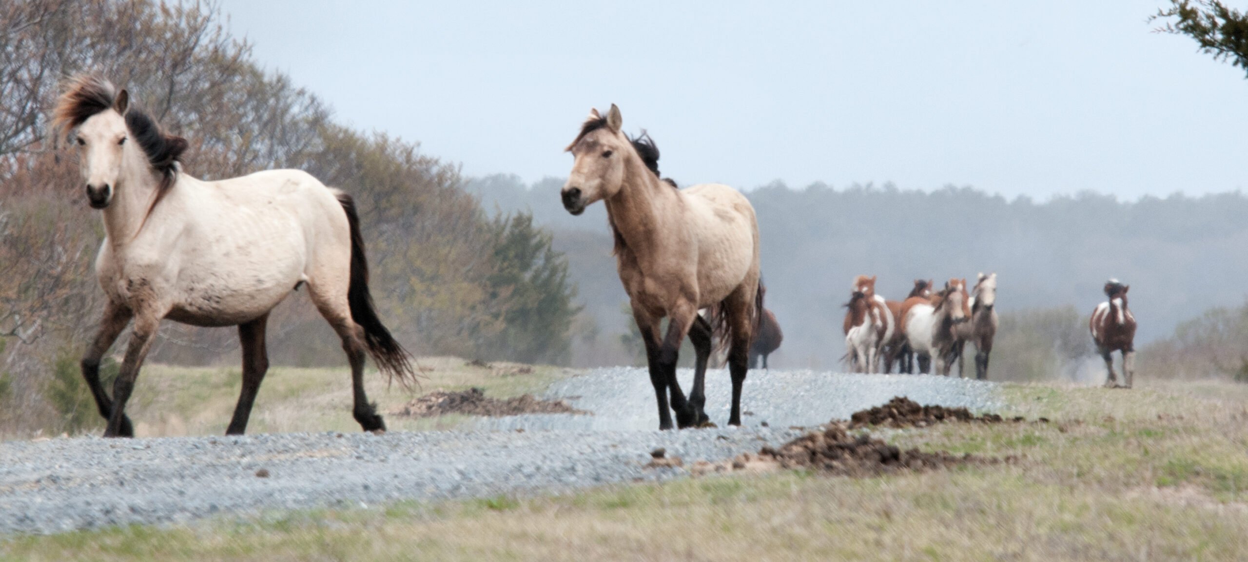 Chincoteague_ponies_by_Bonnie_Gruenberg2.jpg Chincoteague_ponies_by_Bonnie_Gruenberg2.jpg