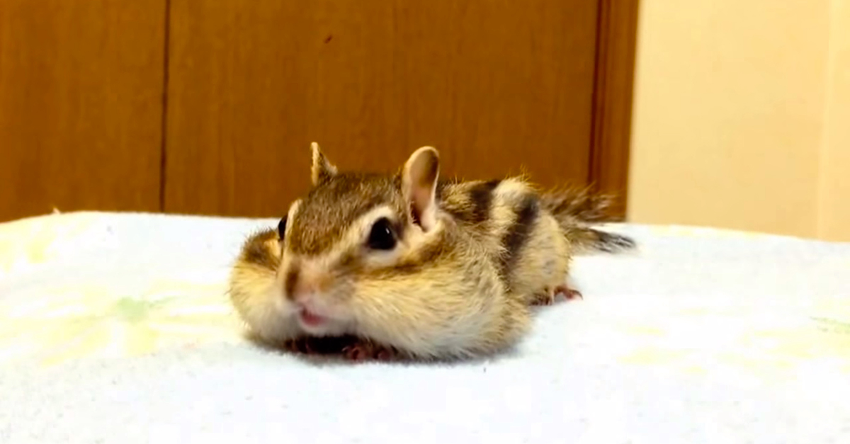 ChipmunkStretches_1