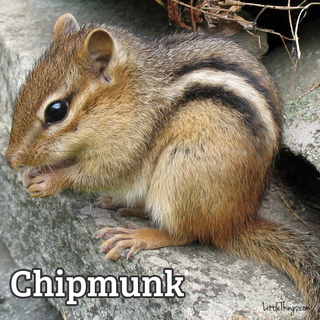 Chipmunk_645x645.jpg