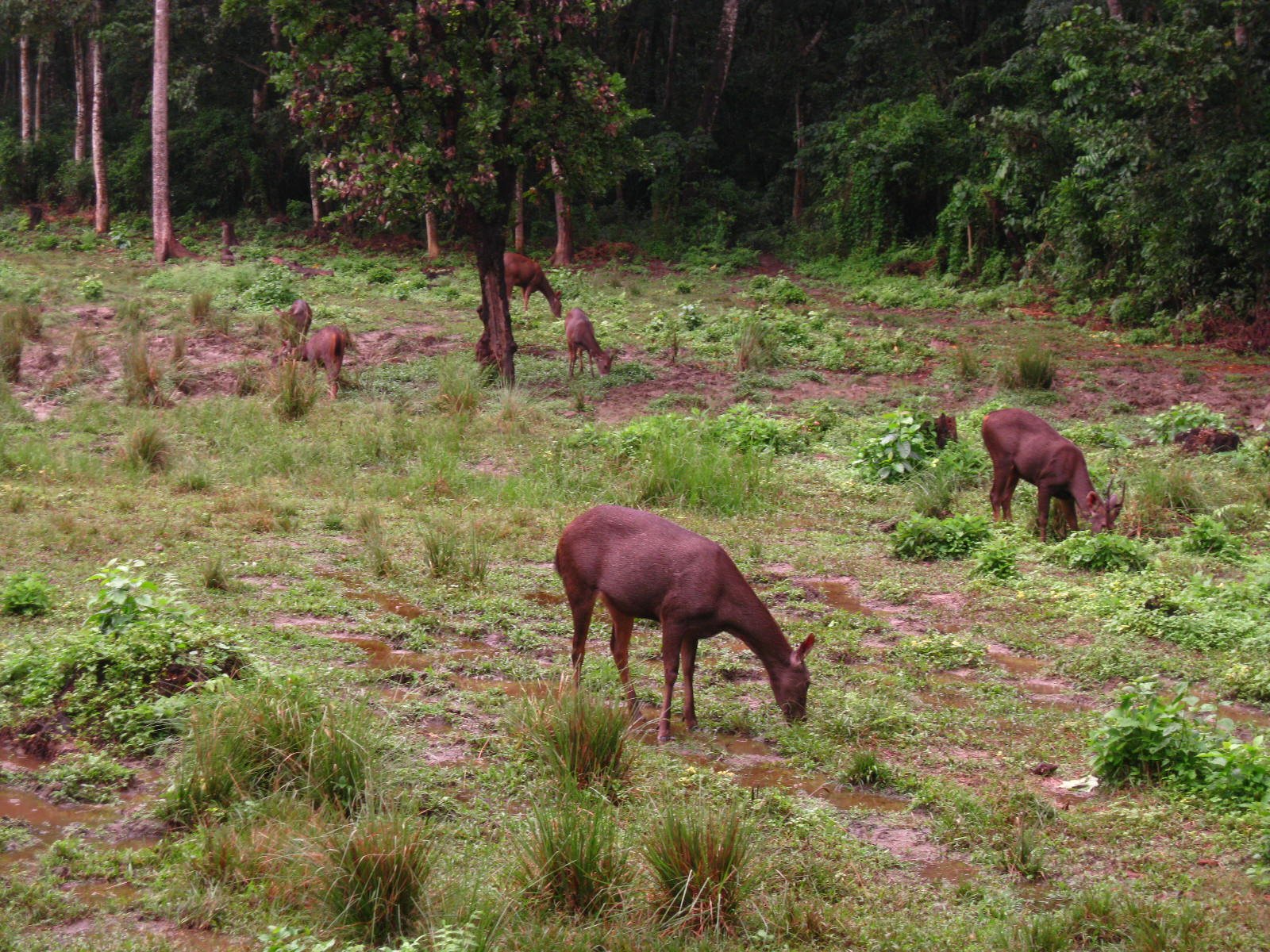 Chitwan_National_Park_2010-58.jpg