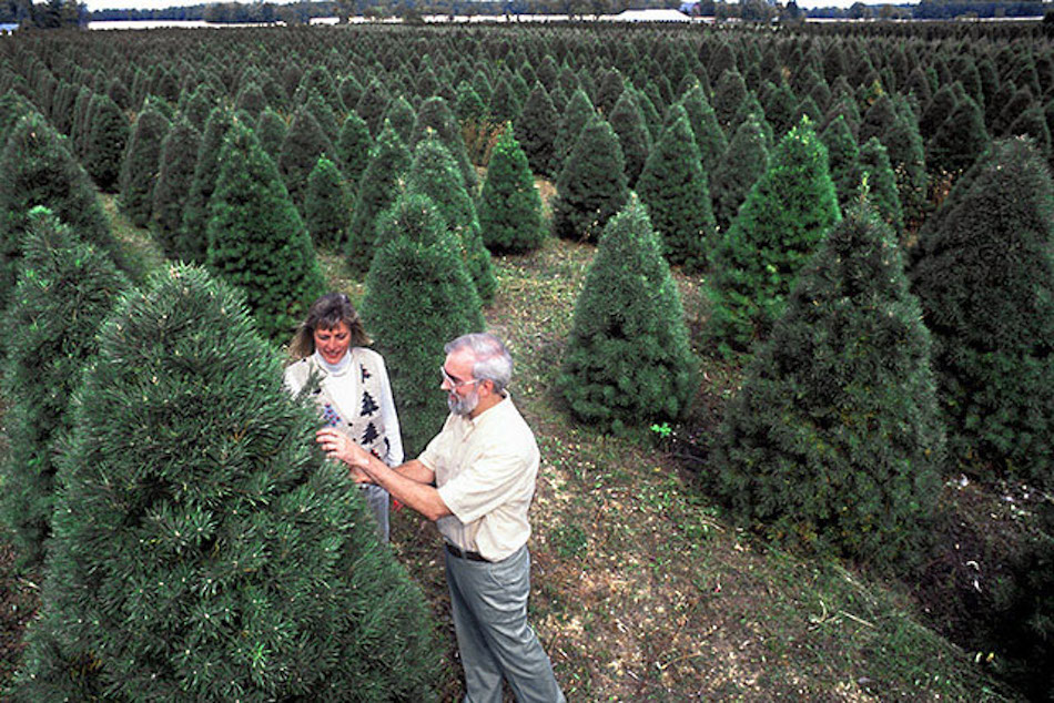 Christmas_tree_farm_East_Lansing_MI_check_for_pine_shoot_beetles.jpg