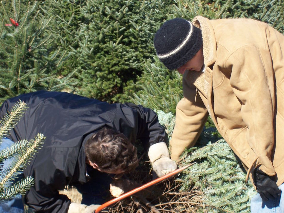Christmas_tree_farm_customers_cut_n_choose1.jpg