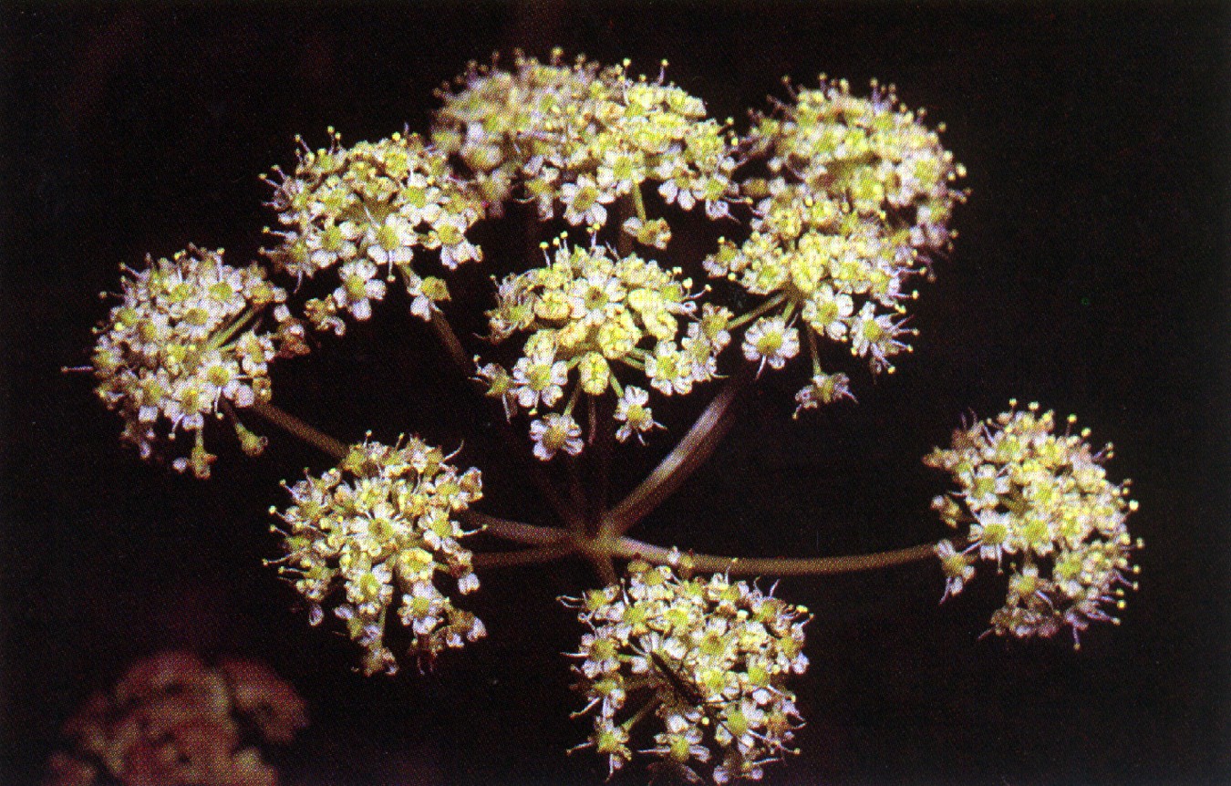 Cicuta_douglasii.jpg
