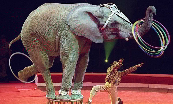 CircusElephant.jpg