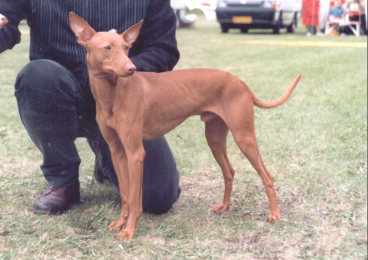 Cirneco_dell_Etna.jpg