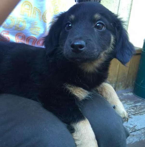 Cocker-Spaniel-Dachshund-Mix.jpg