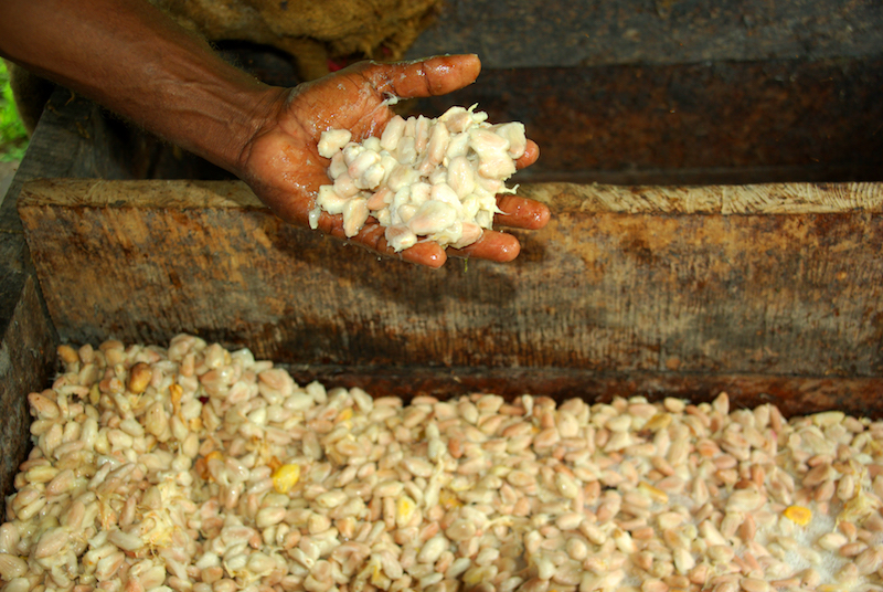 Cocoa farmer David Kebu Jnr holding fermenting cocoa beans.