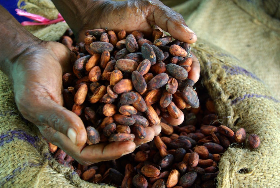 Cocoa farmer David Kebu Jnr holding the finished product, dried cocoa beans ready for export.