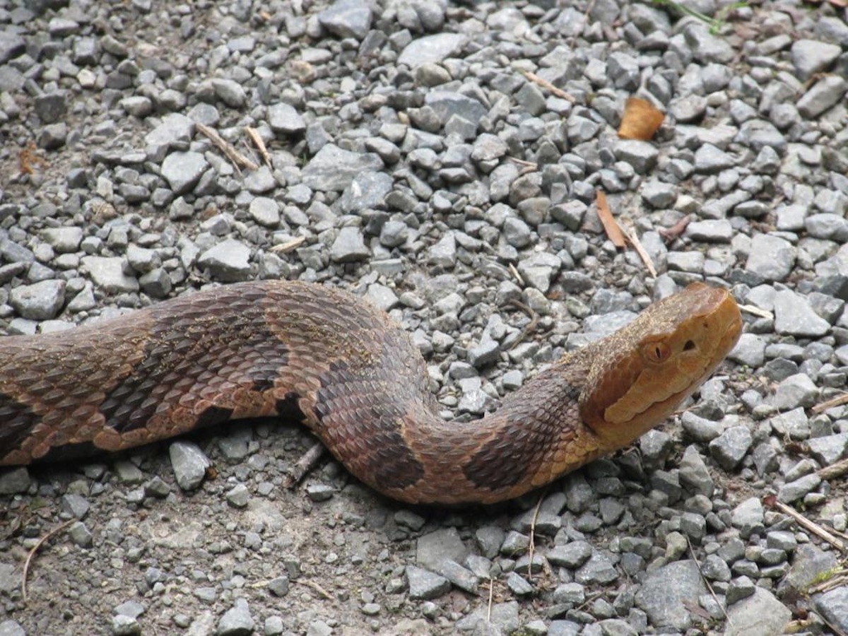 Copperhead_snake_profile_view.jpg