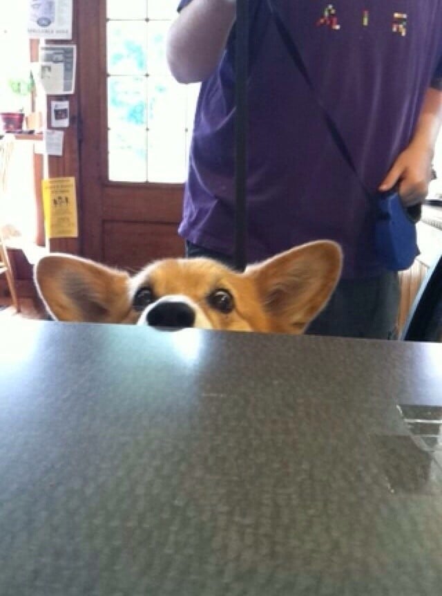 Corgi-Wants-A-Treat.jpg
