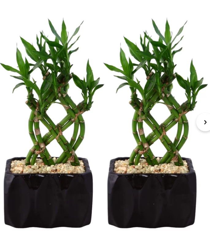 Costa-Farms-2-Piece-Live-Bamboo-Plant-in-Planter-Set-Reviews-Wayfair.png