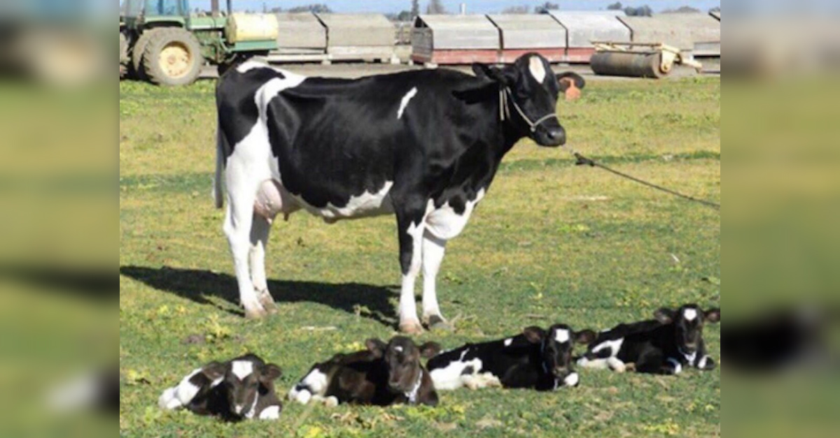 Cow Quads