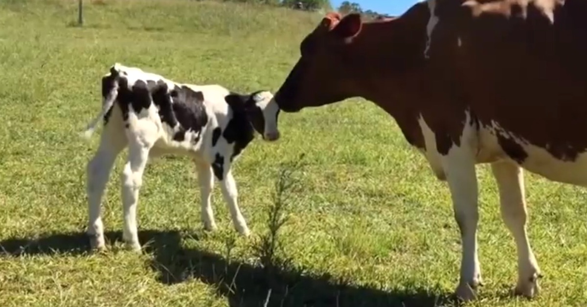 Cow bonding with new mom